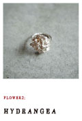 FLOWER2;HYDRANGEA