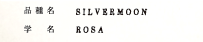 品種名：SILVERMOON　学名：ROSA